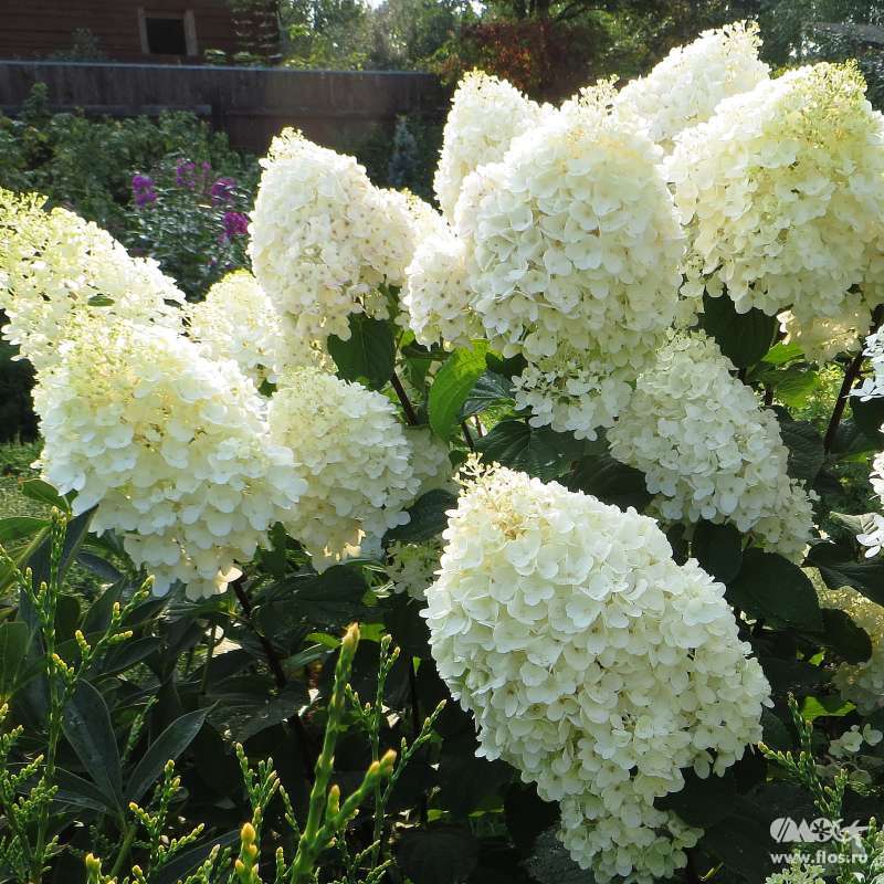 Сильвер доллар, С-5