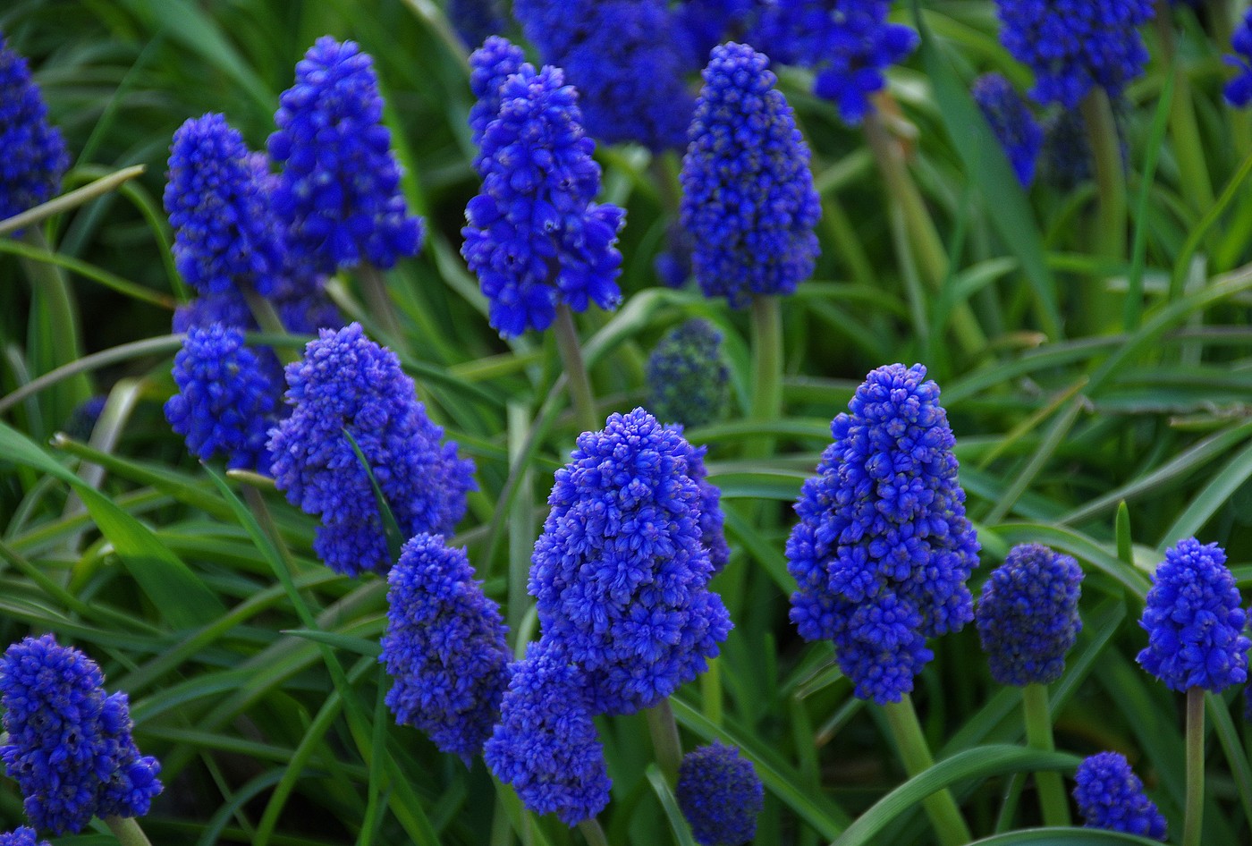 Фэнтези Криэйшн Fantasy Creation