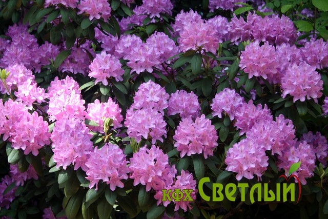 Пурпуреум Грандифлорум (С-5)