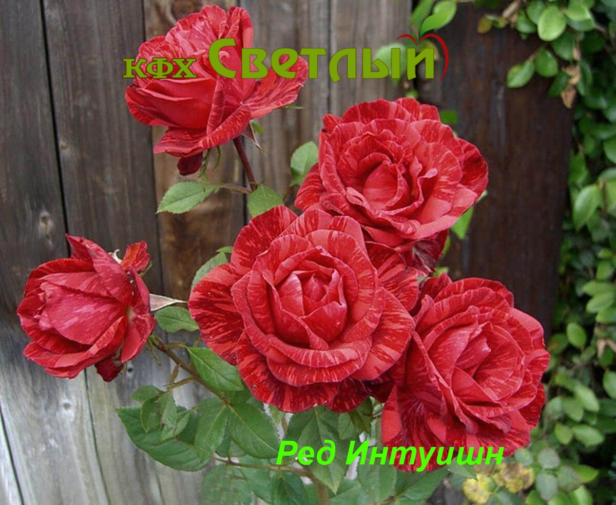 Ред Интуишн (Red Intuition)