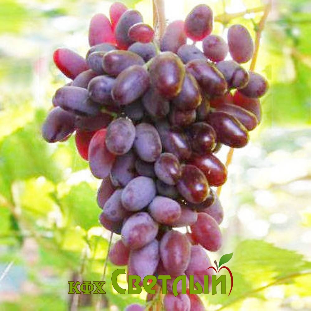 Байконур (2-х летний) С-4