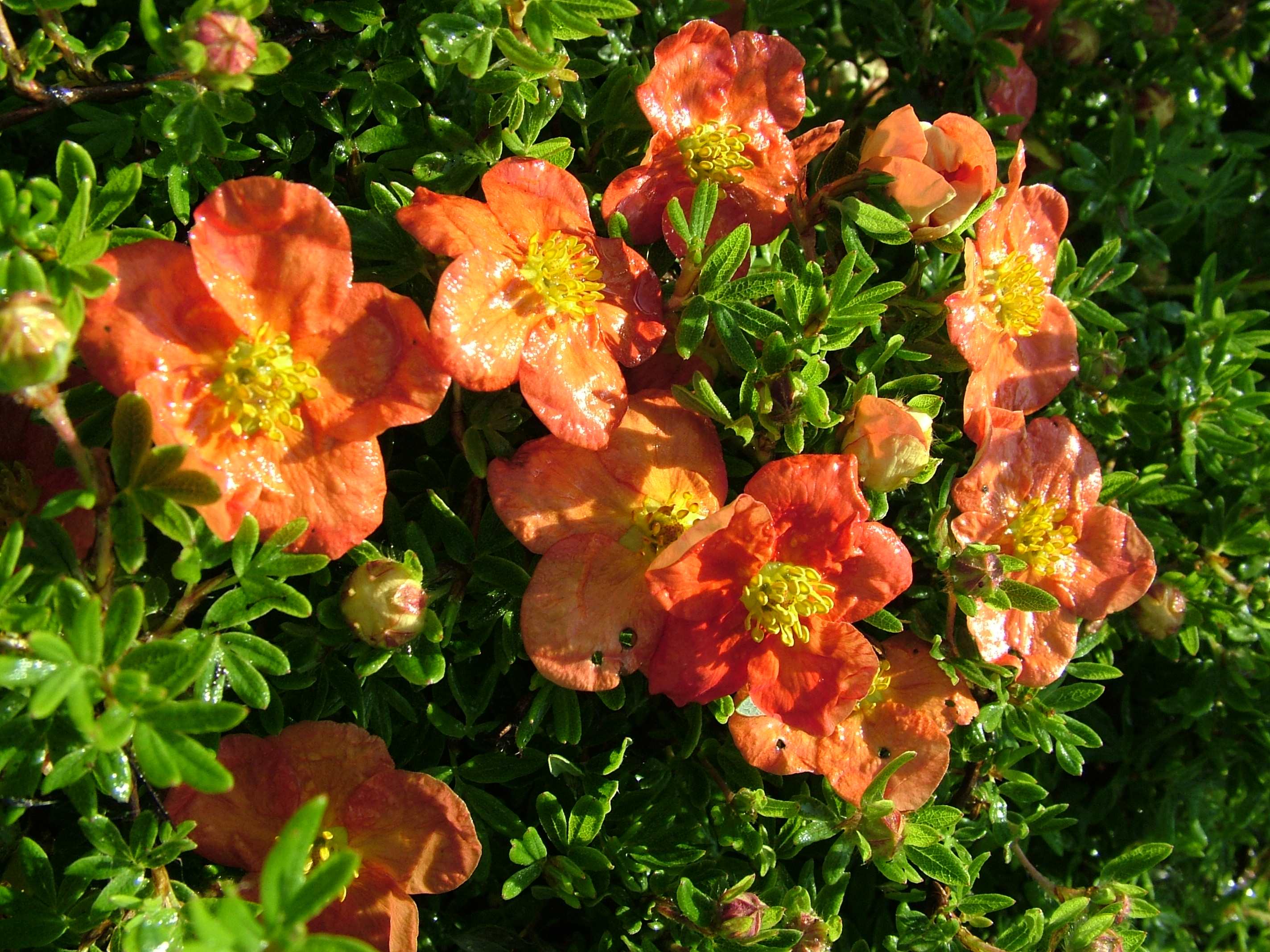 Лапчатка кустарниковая "Ред Айс" (С-4)