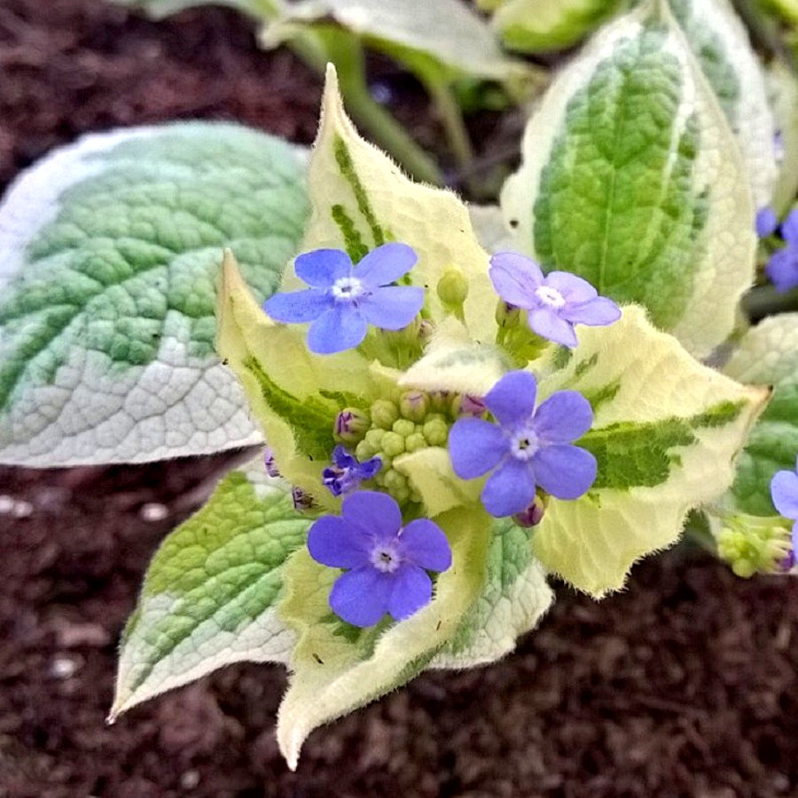 Бруннера крупнолистная Вариегата — изображение 2