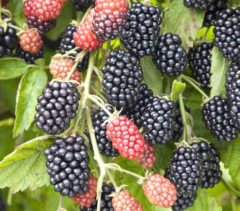 Небеса могут подождать, ежевика (2-х летн.)