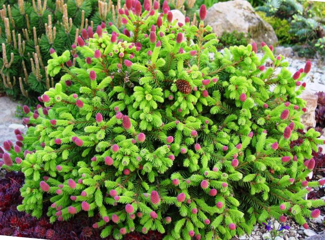 Ель обыкновенная Пуш, С-3 экстра