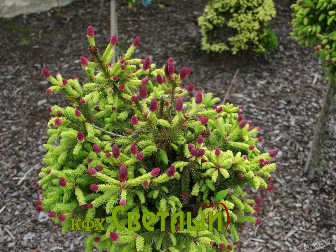 Ель обыкновенная Пуш, С-3 экстра — изображение 2