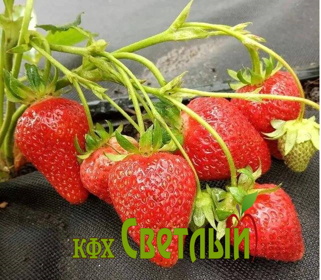 Мурано, С-1 — изображение 3