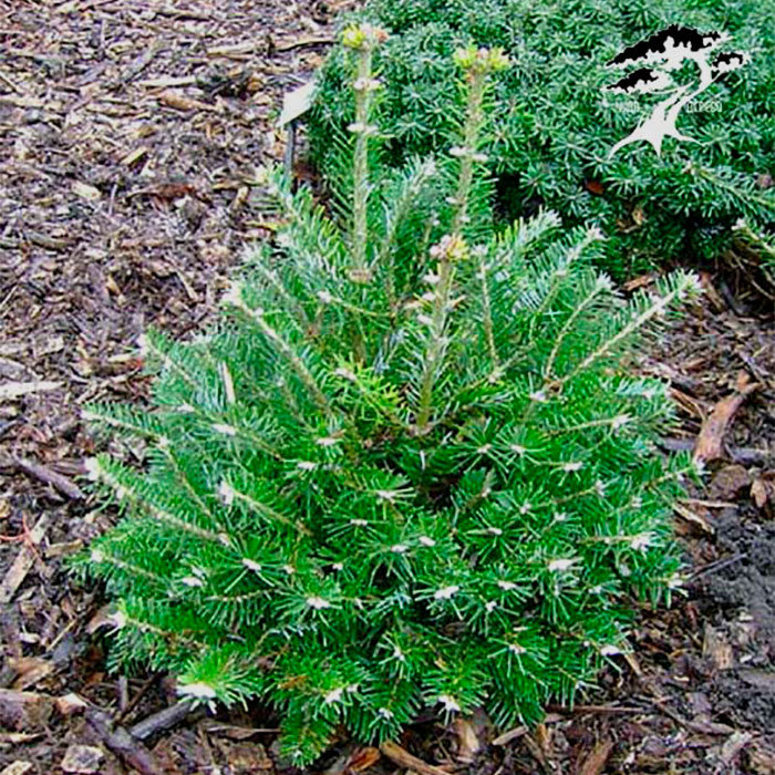 Пихта корейская Дискус, С-15