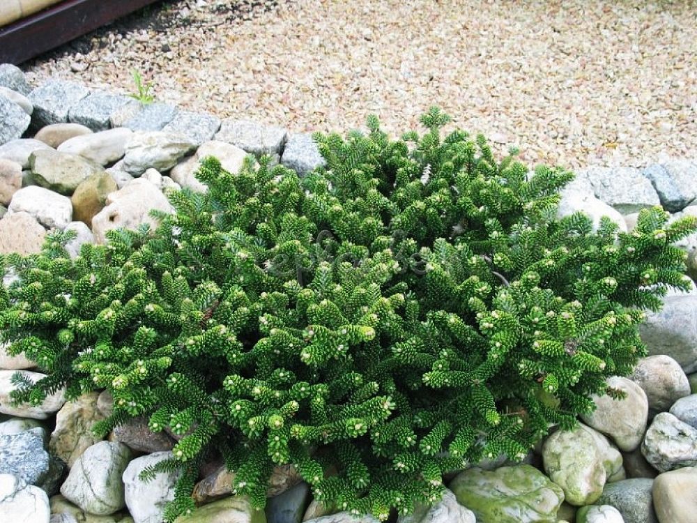 Пихта корейская "Оберон" С-5