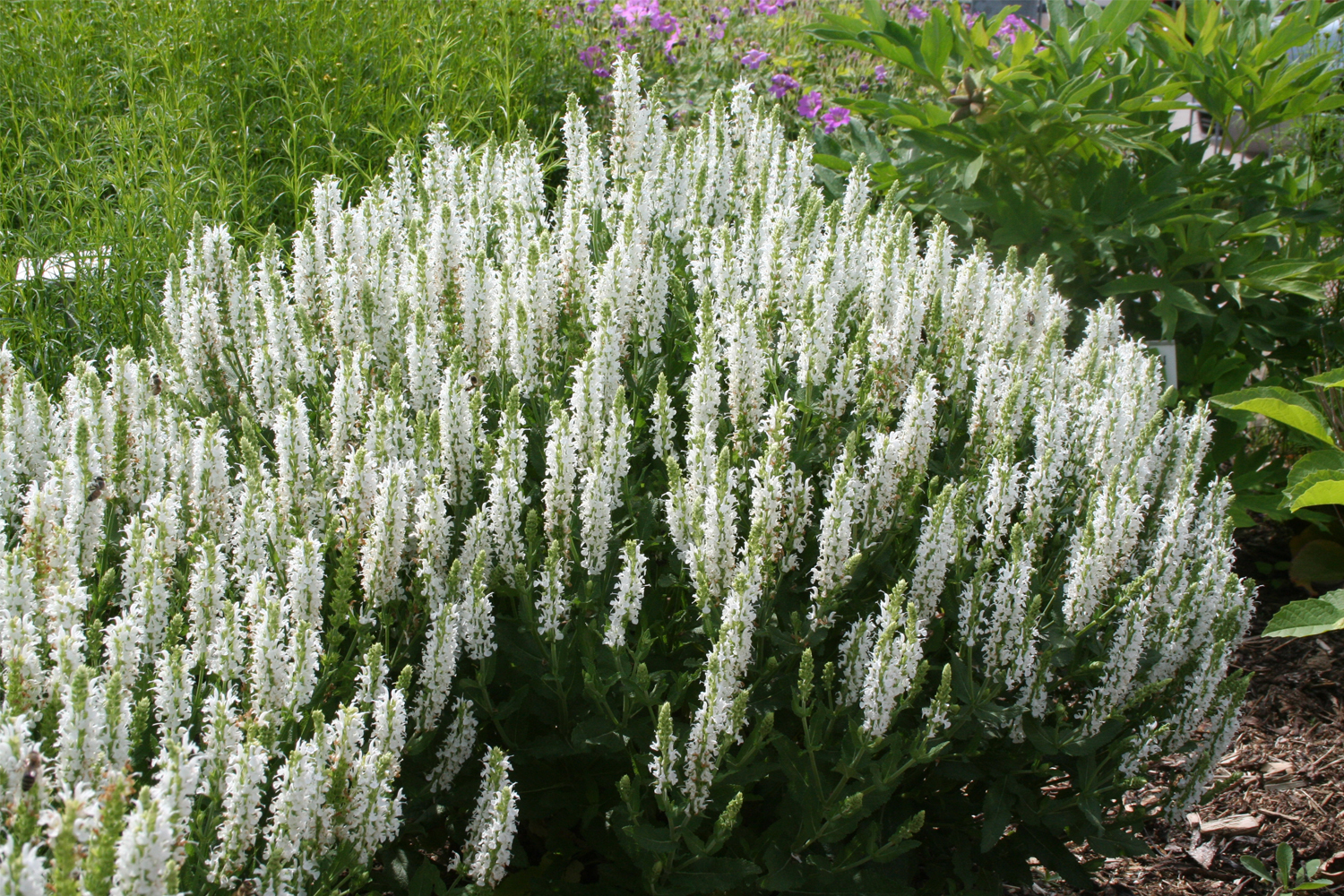 Шалфей дубравный "Шнеехугел" (Schneehugel) (С-2)