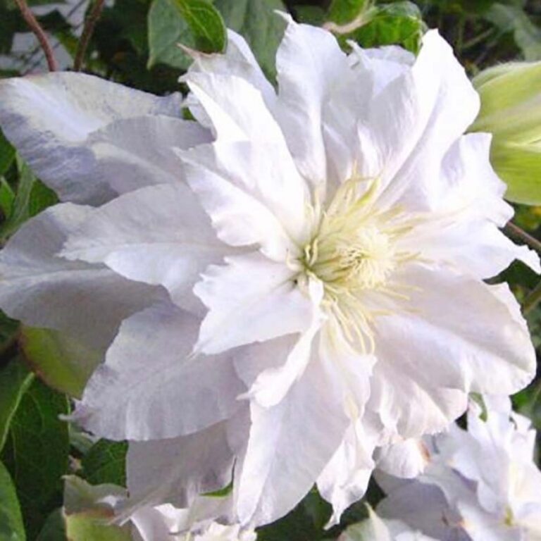 Халина Нолл (Halina Noll)