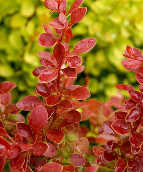 Коралл (Coral), 2х. летн., ЗКС