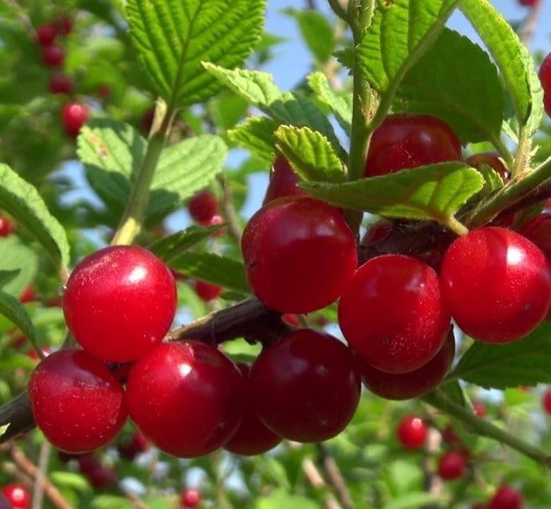 Вишня войлочная, (3-х летний), ЗКС