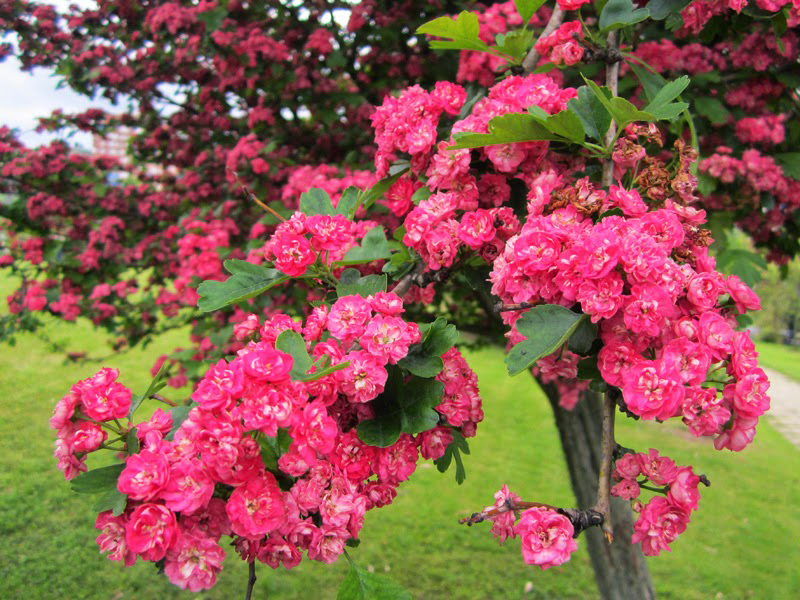 Боярышник "Пауль Скарлет"