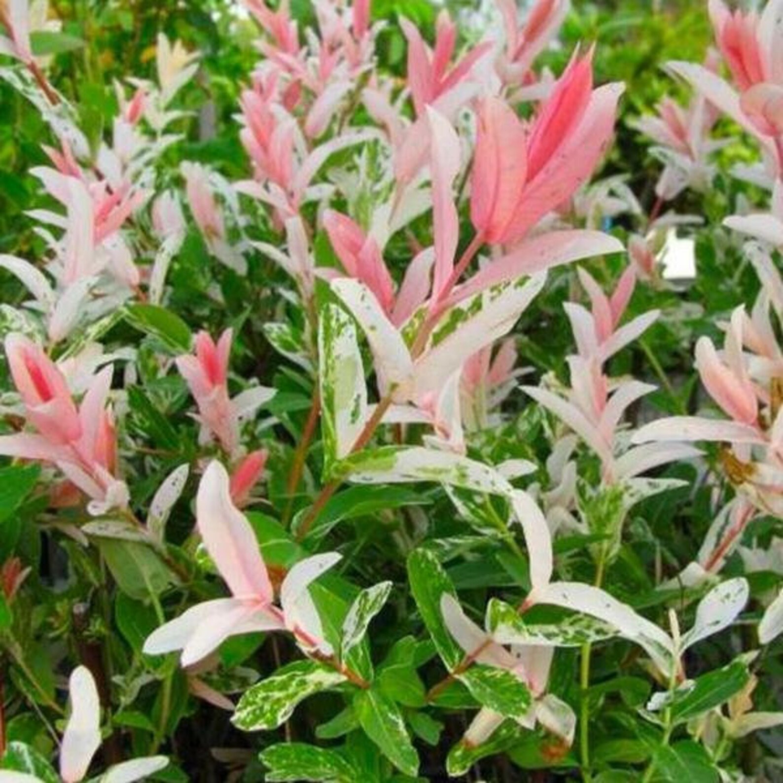 ива Хакуро Нишики (Hakuro Nishiki) (3-х летн.)