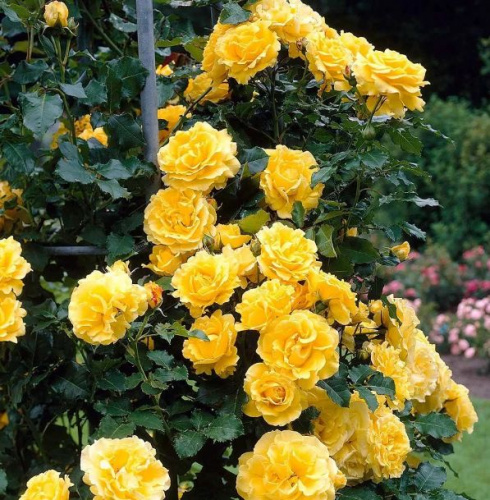 Казино (горшок 4л.)