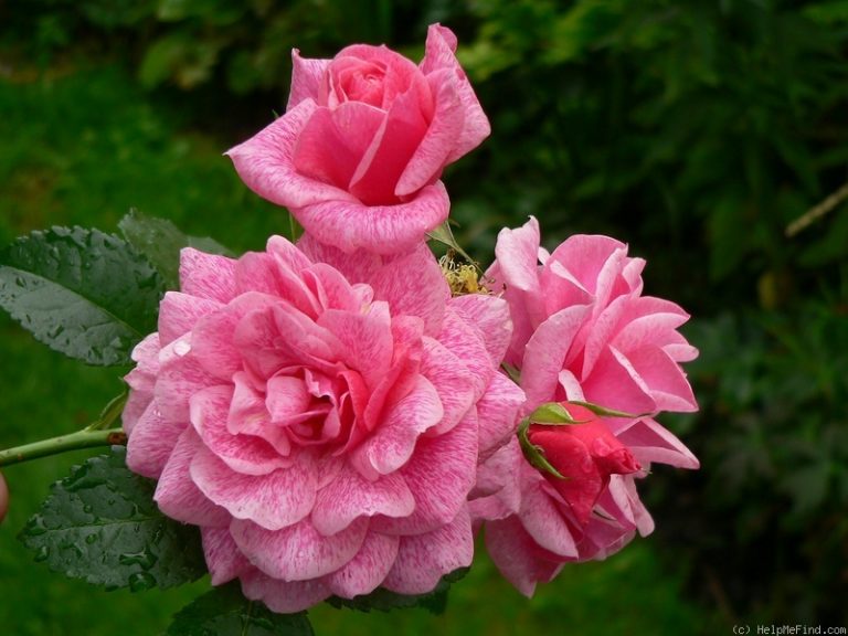 Камелот (горшок 4л.)