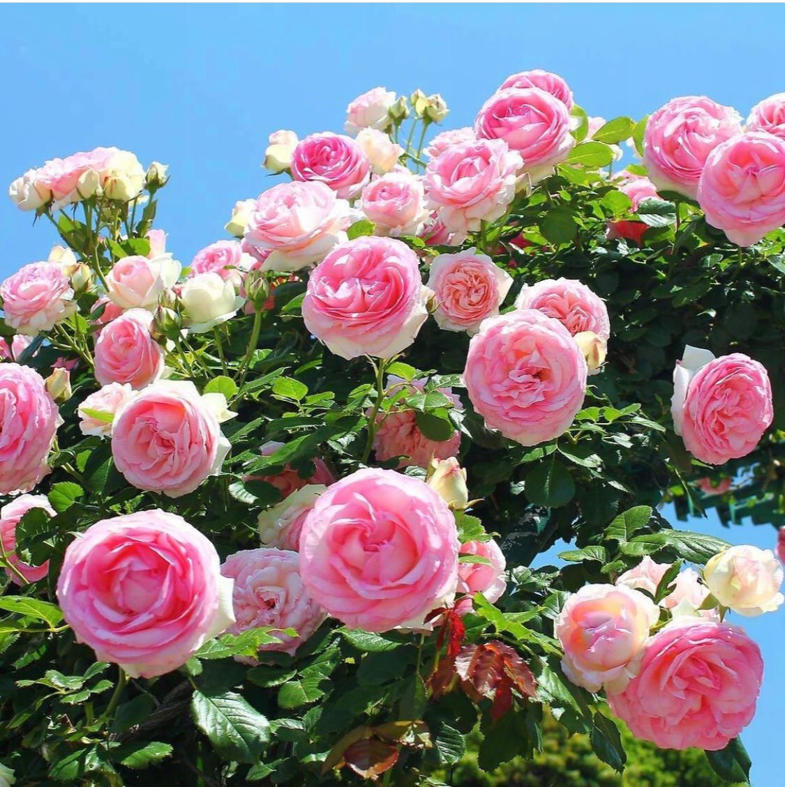 Пьер де Ронсар (горшок 8л)