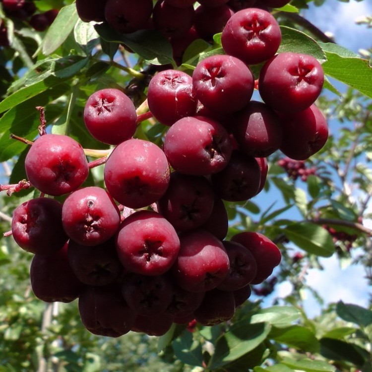 Рябина "Гранатная" (в сумке)