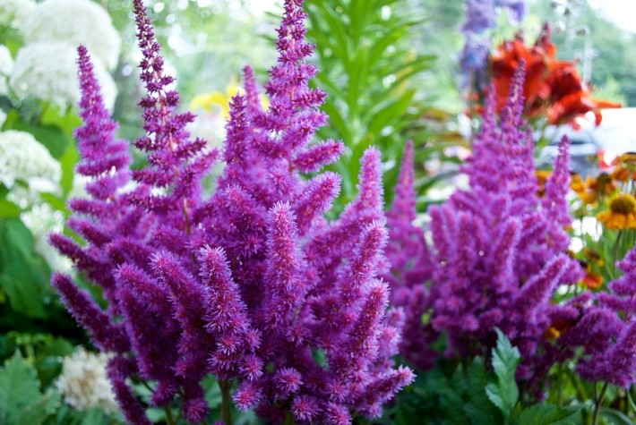 Пёпл Рейн (Purple Rain)