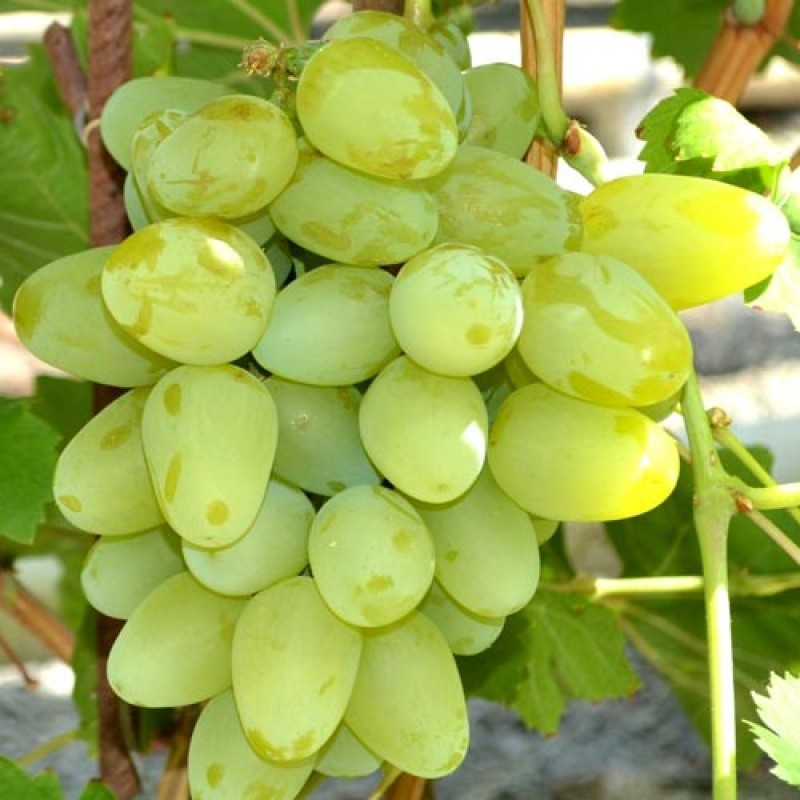 Супер экстра