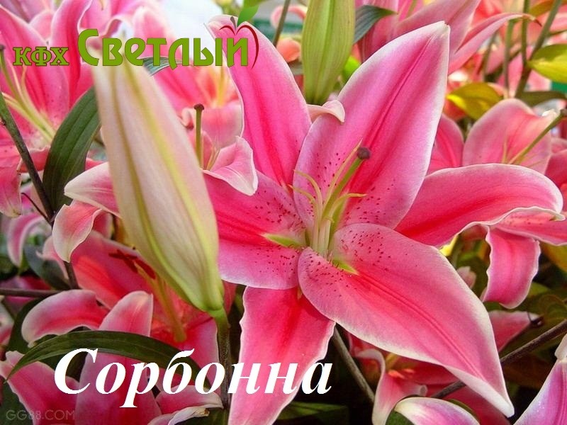 Сорбонна
