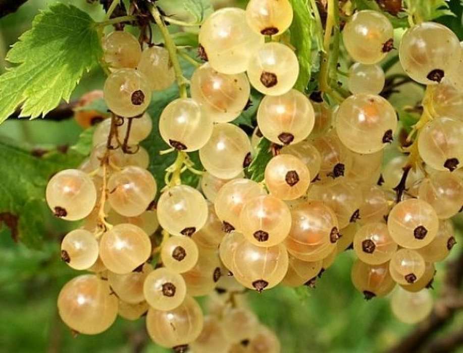 Виноградная