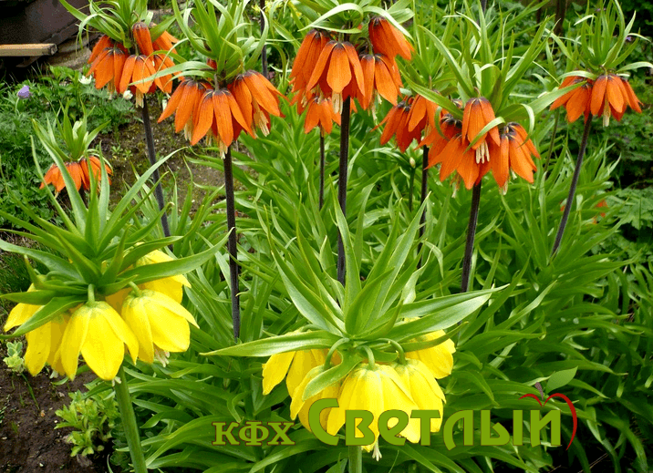 Лютея — изображение 2