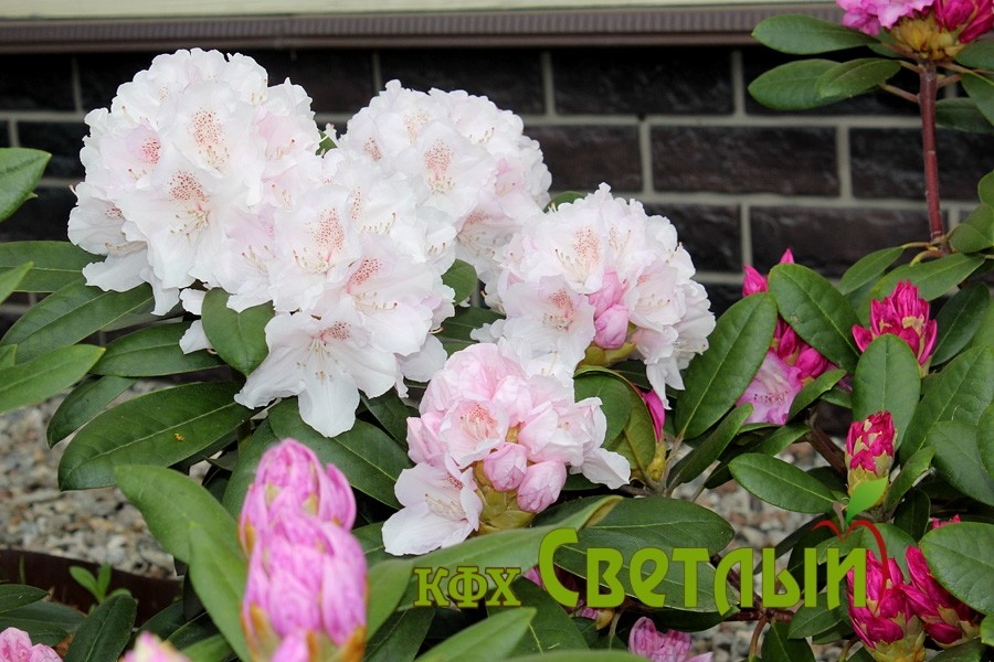 Шнеекроне (Schneekrone)