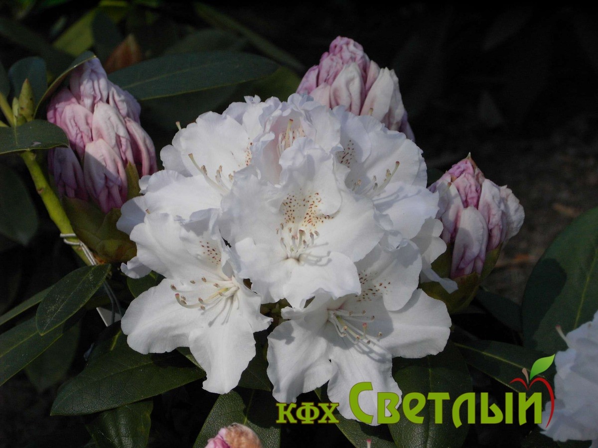 Шнеекроне (Schneekrone) — изображение 2