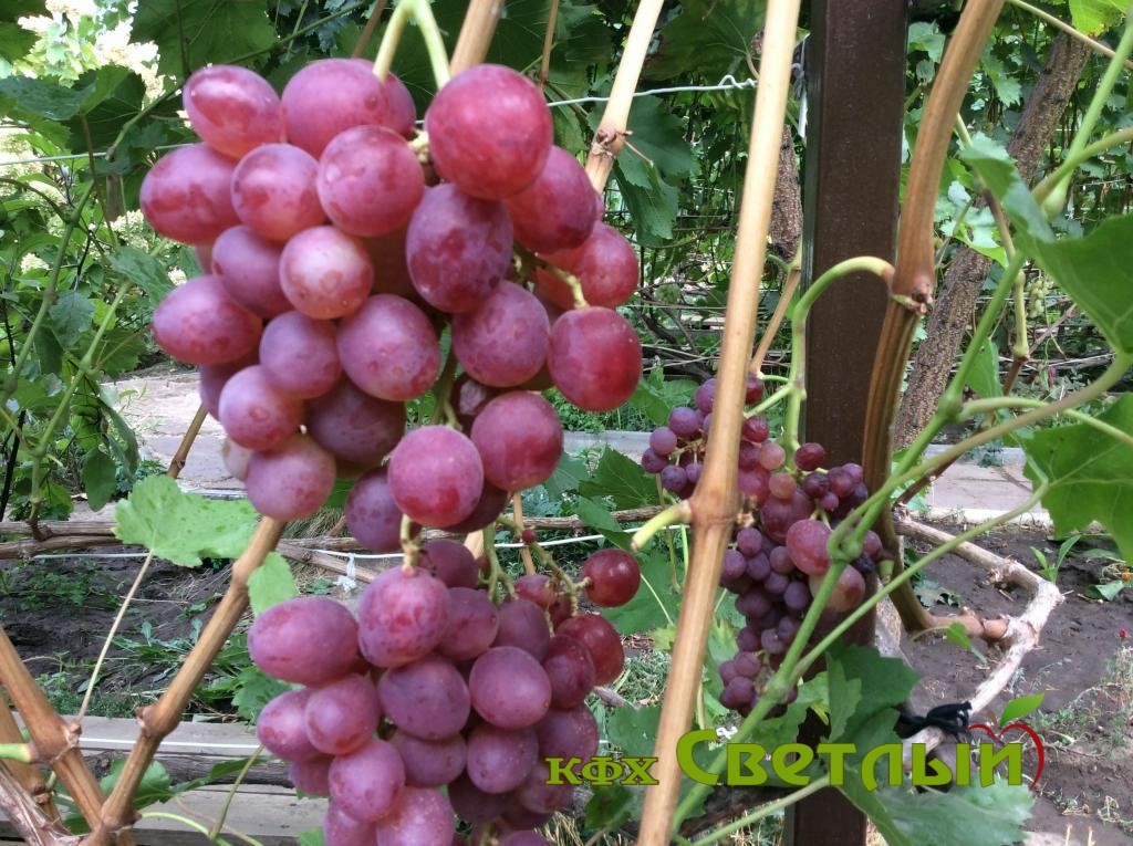 Розмус (2-х летний) С-4 — изображение 2