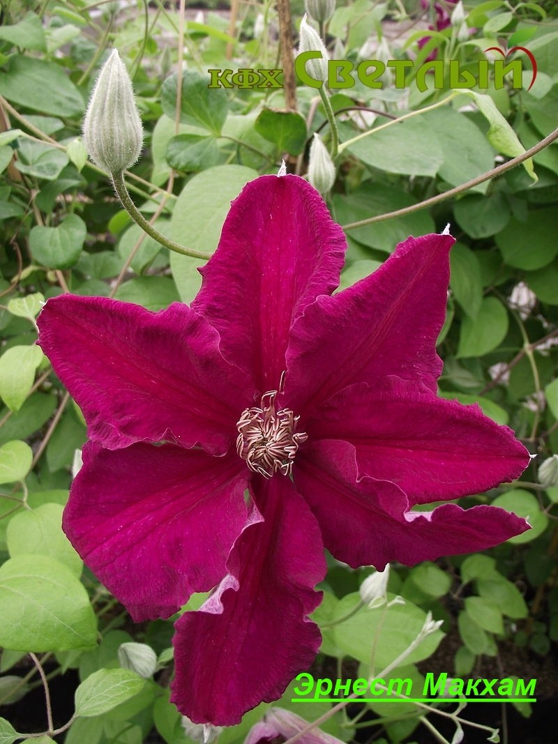 Эрнест Макхам (Ernest Markham) — изображение 2