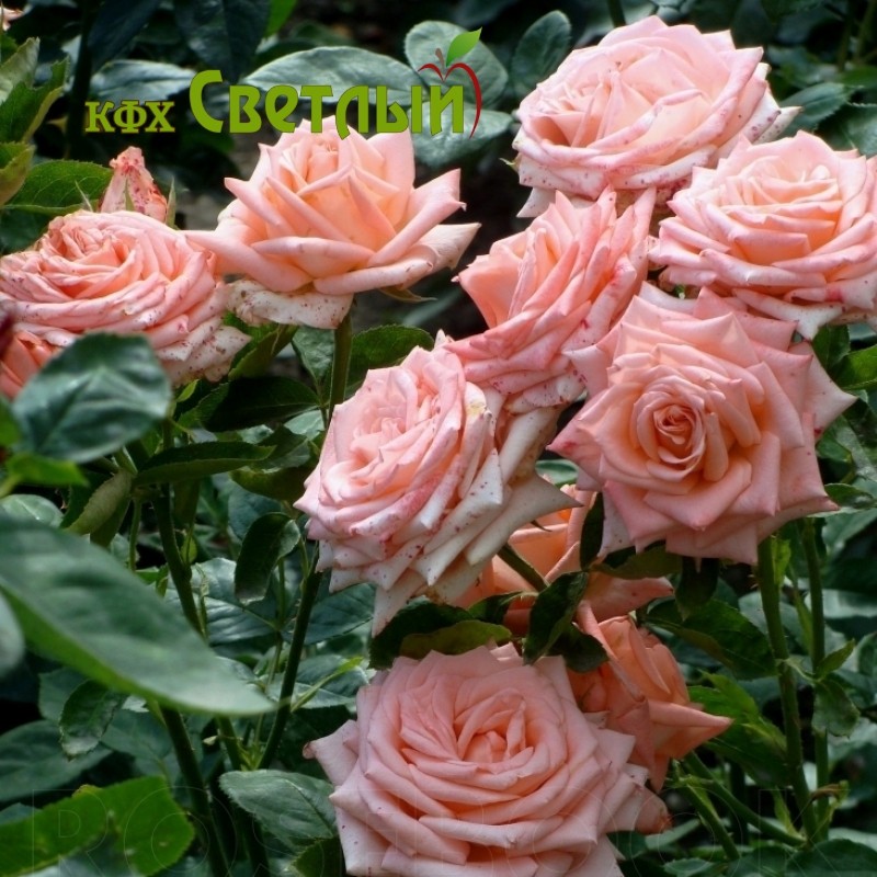 Ангажемент