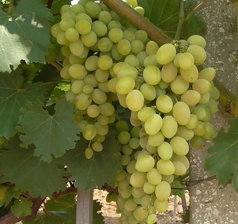 Августин (вегетир. сажен.) — изображение 2