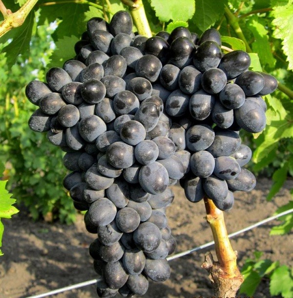 Аттика (кишмиш) (2-х летний) С-4