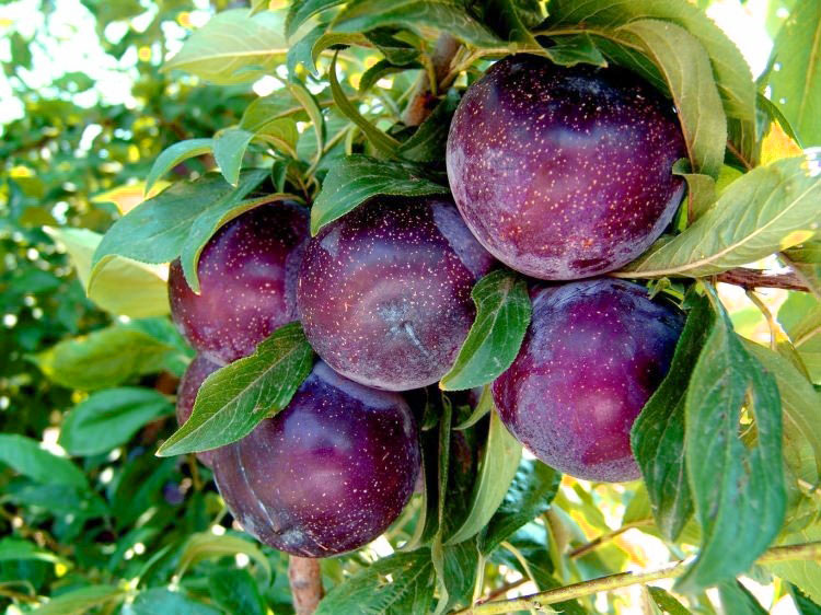 Анжелен, (2-х летний), ЗКС