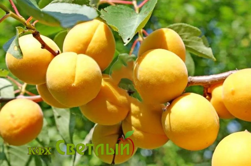 Водолей (2-х летний), ЗКС