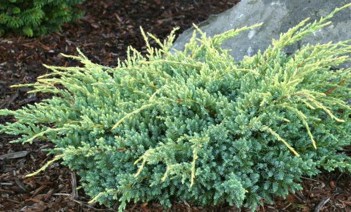 "Холгер" (высота 35-50 см)