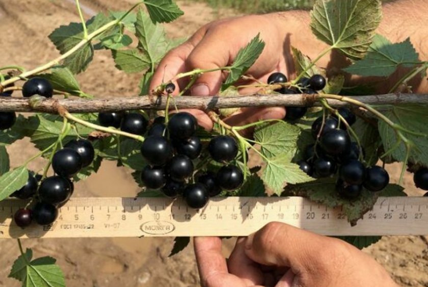 Экзотика, С-3 — изображение 2