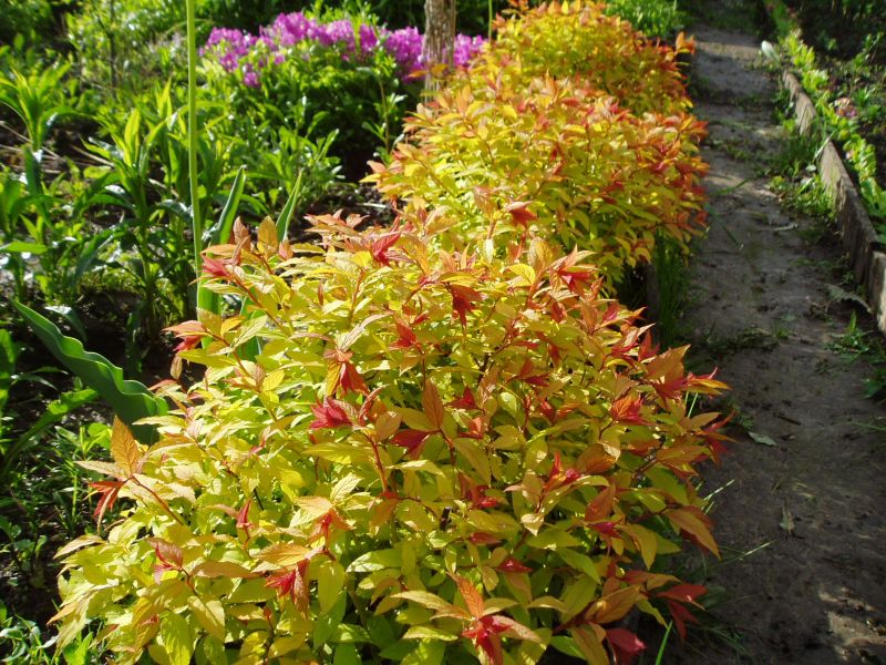 Файерлайт, японская спирея