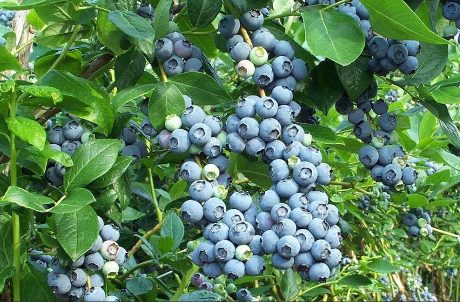 Бригитта Блю (2 лет. саженец) — изображение 3