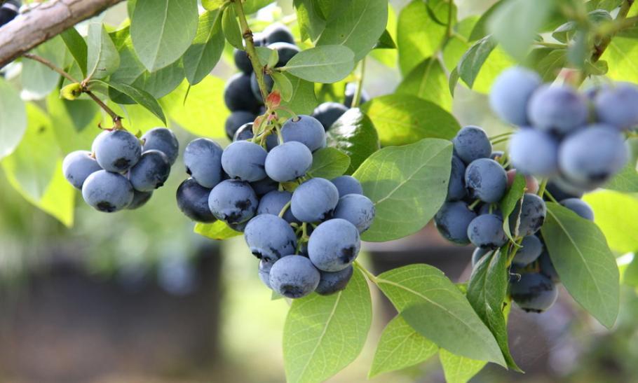 Река (1,5-х летн. саженец)