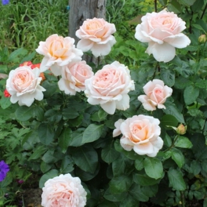 Андре ле Нотр, горшок С-4л