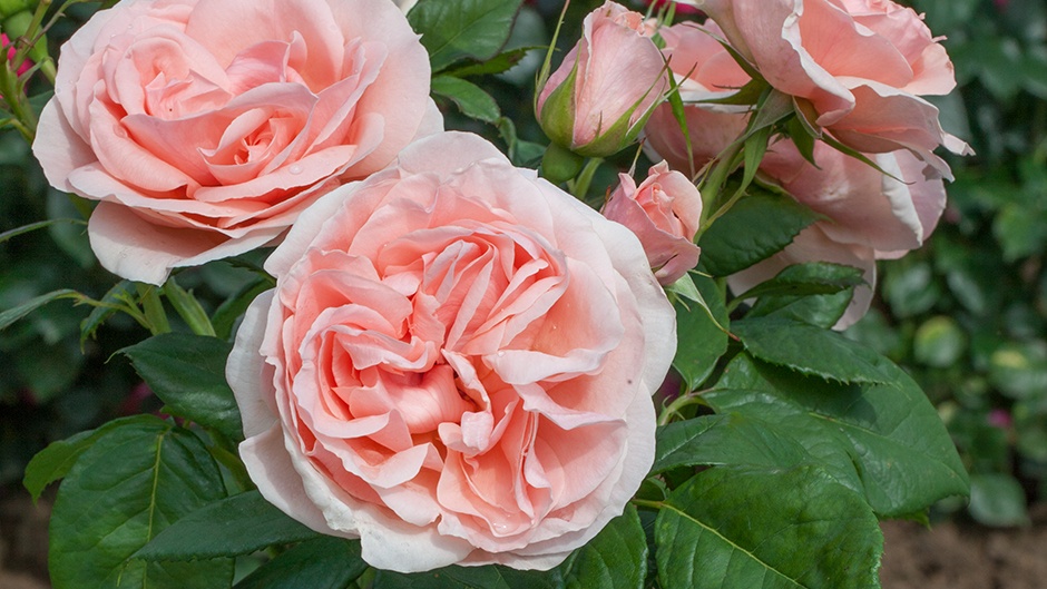 Андре ле Нотр, горшок С-4л — изображение 2