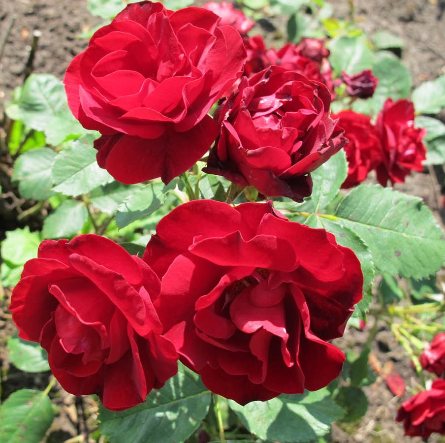 Хоуп фо Хьюманити, (канад. парковая, горшок 4л.) — изображение 2