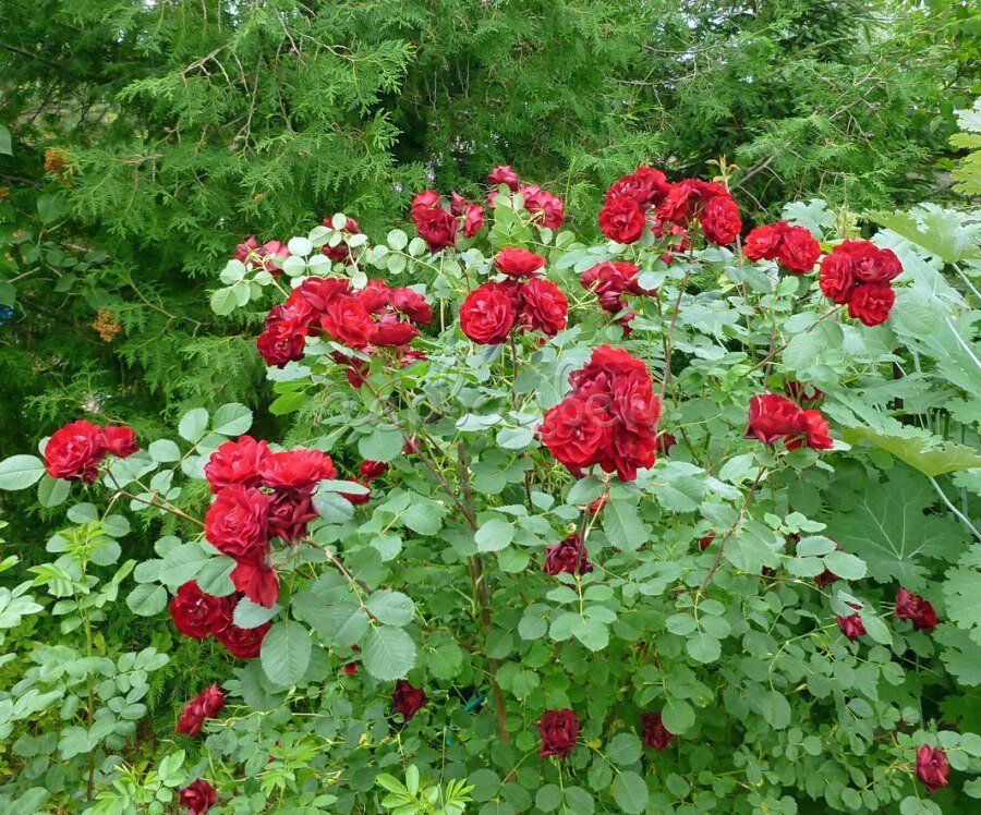 Хоуп фо Хьюманити, (канад. парковая, горшок 4л.)