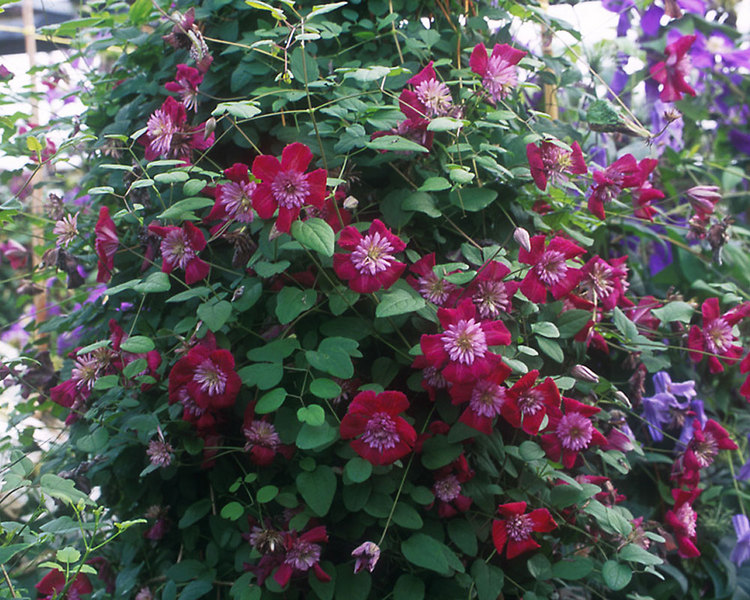 Авангард — изображение 2