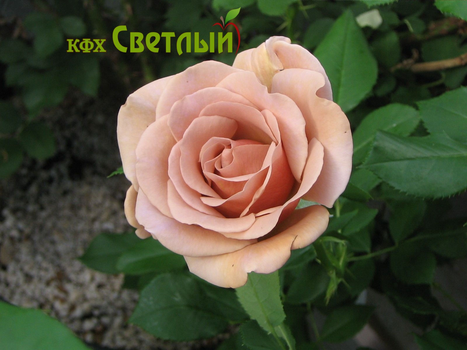 Коко Локо (Koko Loko)