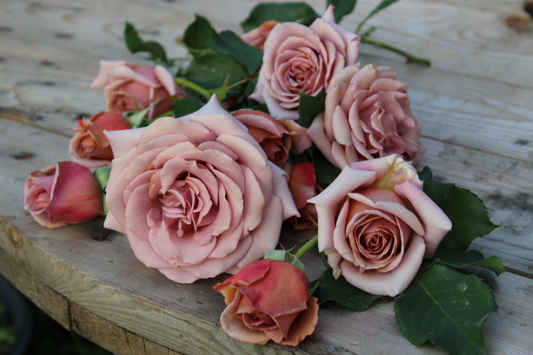 Коко Локо (Koko Loko) — изображение 2