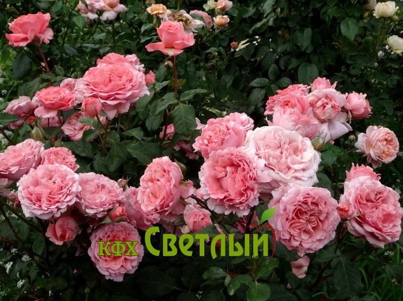 Лоран Каброль